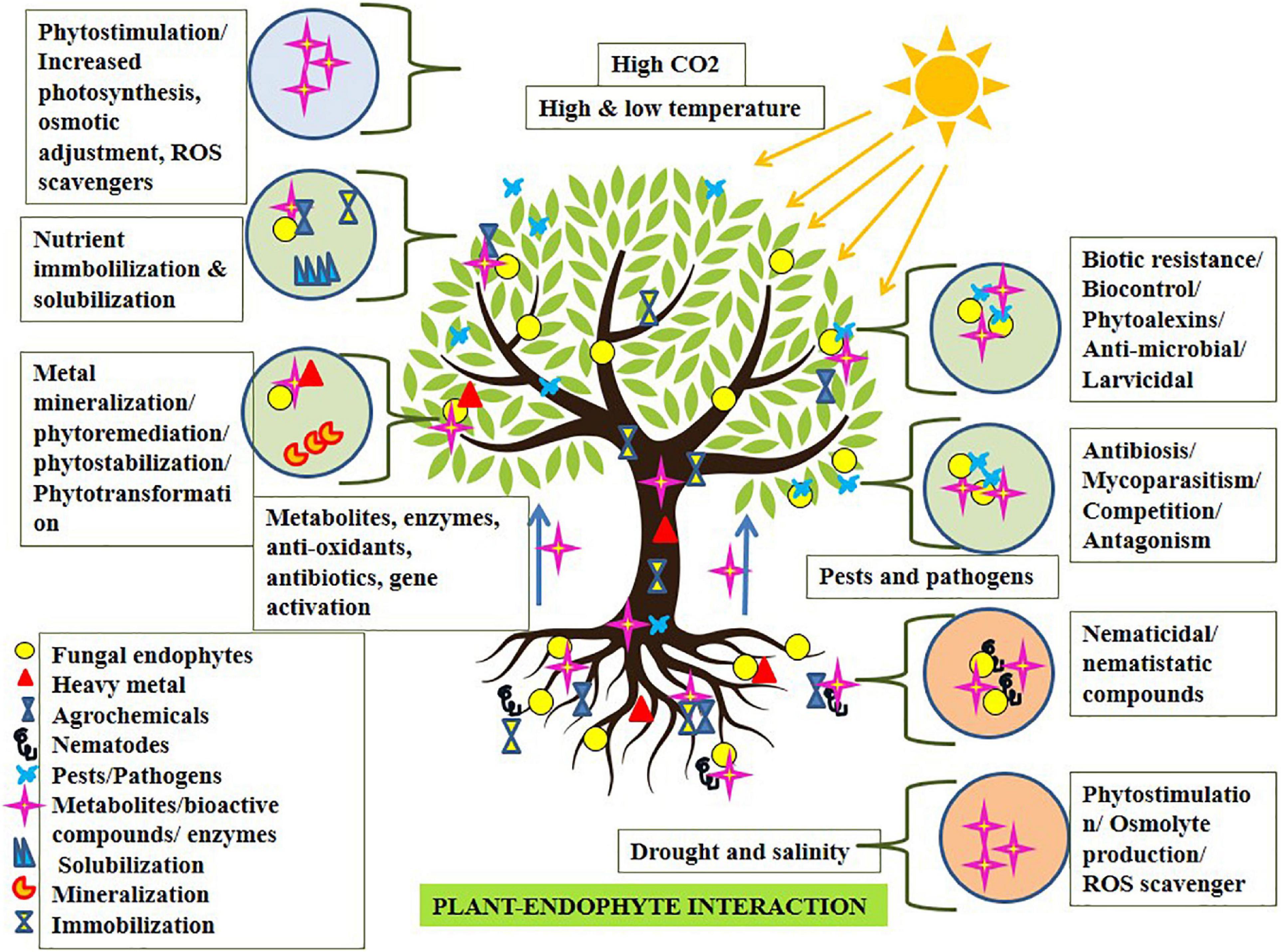 Fungal Endophytes to Combat Biotic and Abiotic Stresses for Climate-Smart and Sustainable Agriculture