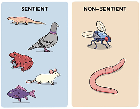 Figure 1 - Sentient animals are believed to experience positive and negative emotions similar to those experienced by humans.