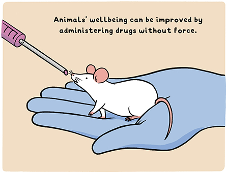 Figure 2 - Feeding a drug mixed with sweetened condensed milk to a mouse.