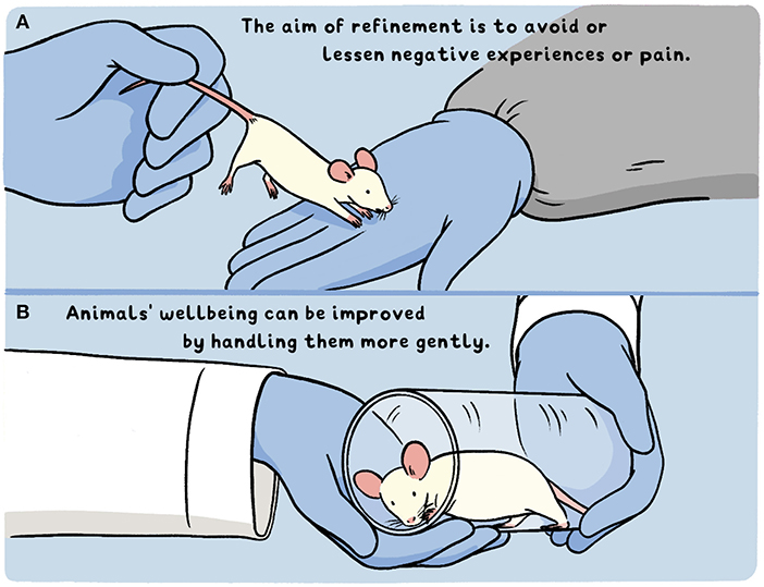 Figure 3 - (A) In the past, most scientists caught mice by the tail to transport them.