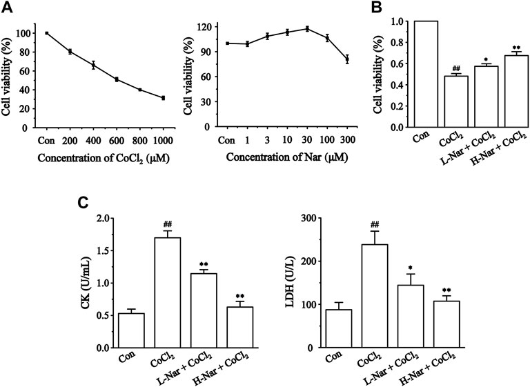 PDF) Mechanism of the negative inotropic effect of naringin in mouse heart., [Mecanismo del efecto inotrópico negativo de la naringina en el corazón de  ratón]