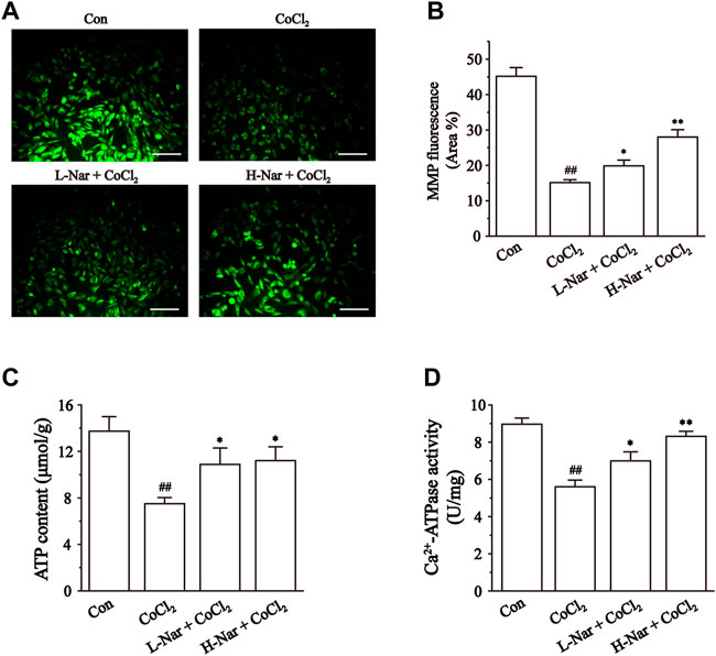 PDF) Mechanism of the negative inotropic effect of naringin in mouse heart., [Mecanismo del efecto inotrópico negativo de la naringina en el corazón de  ratón]