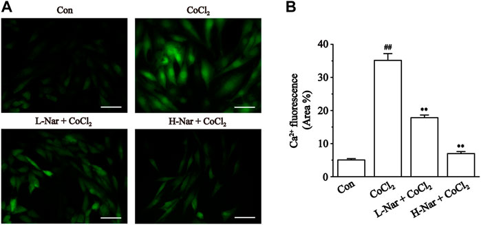 PDF) Mechanism of the negative inotropic effect of naringin in mouse heart., [Mecanismo del efecto inotrópico negativo de la naringina en el corazón de  ratón]