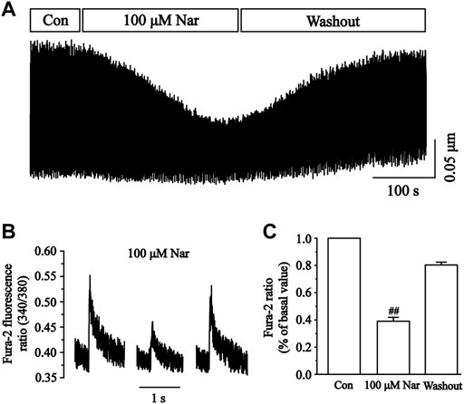 PDF) Mechanism of the negative inotropic effect of naringin in mouse heart., [Mecanismo del efecto inotrópico negativo de la naringina en el corazón de  ratón]