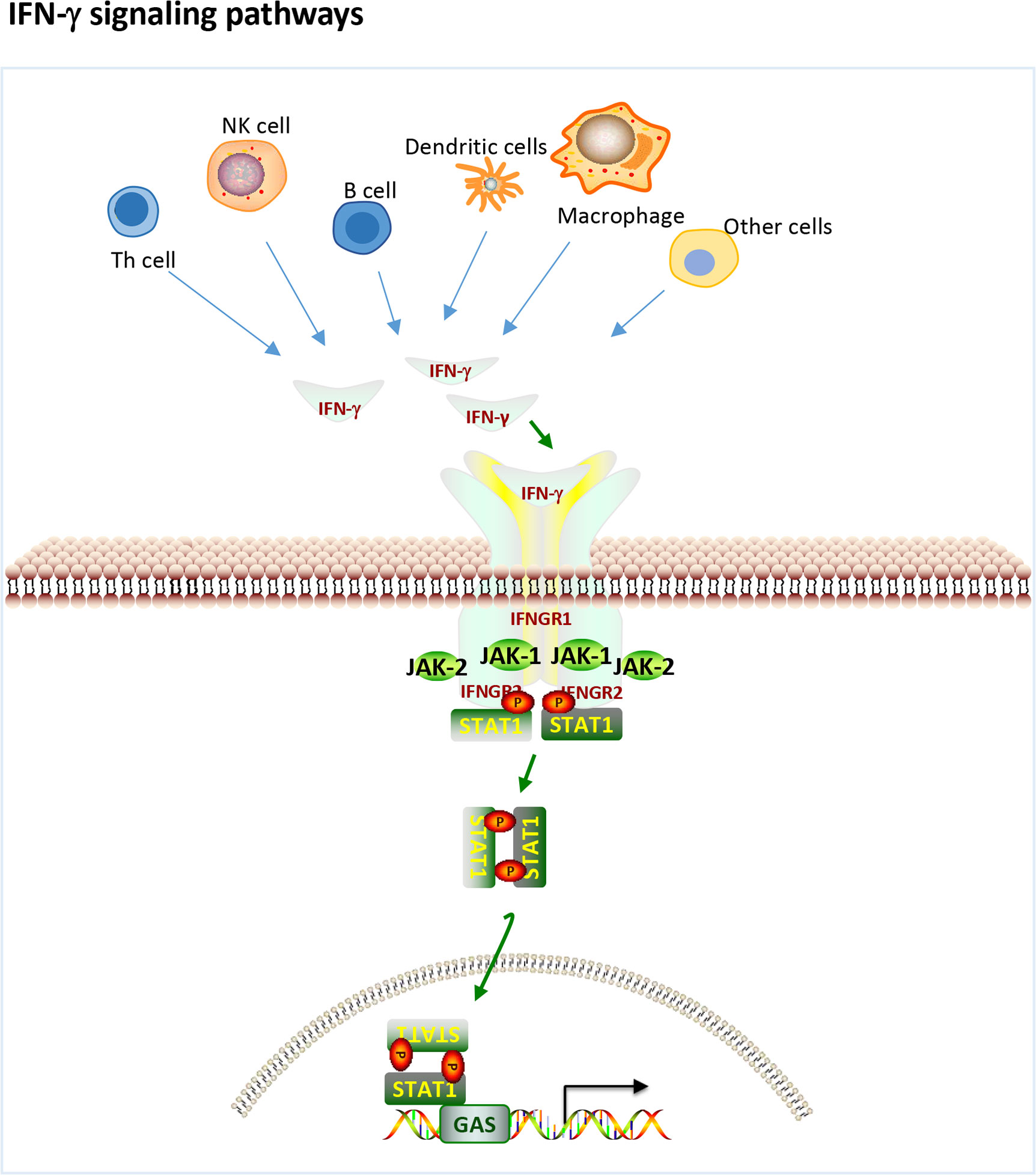 Fc gamma receptor IIa suppresses type I and III interferon production by  human myeloid immune cells - Newling - 2018 - European Journal of  Immunology - Wiley Online Library