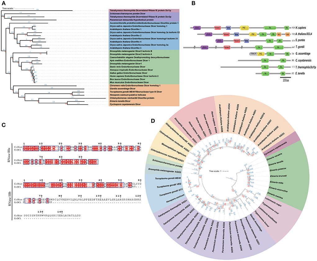 Frontiers  Comparative microRNA profiling of Trypanosoma cruzi infected  human cells