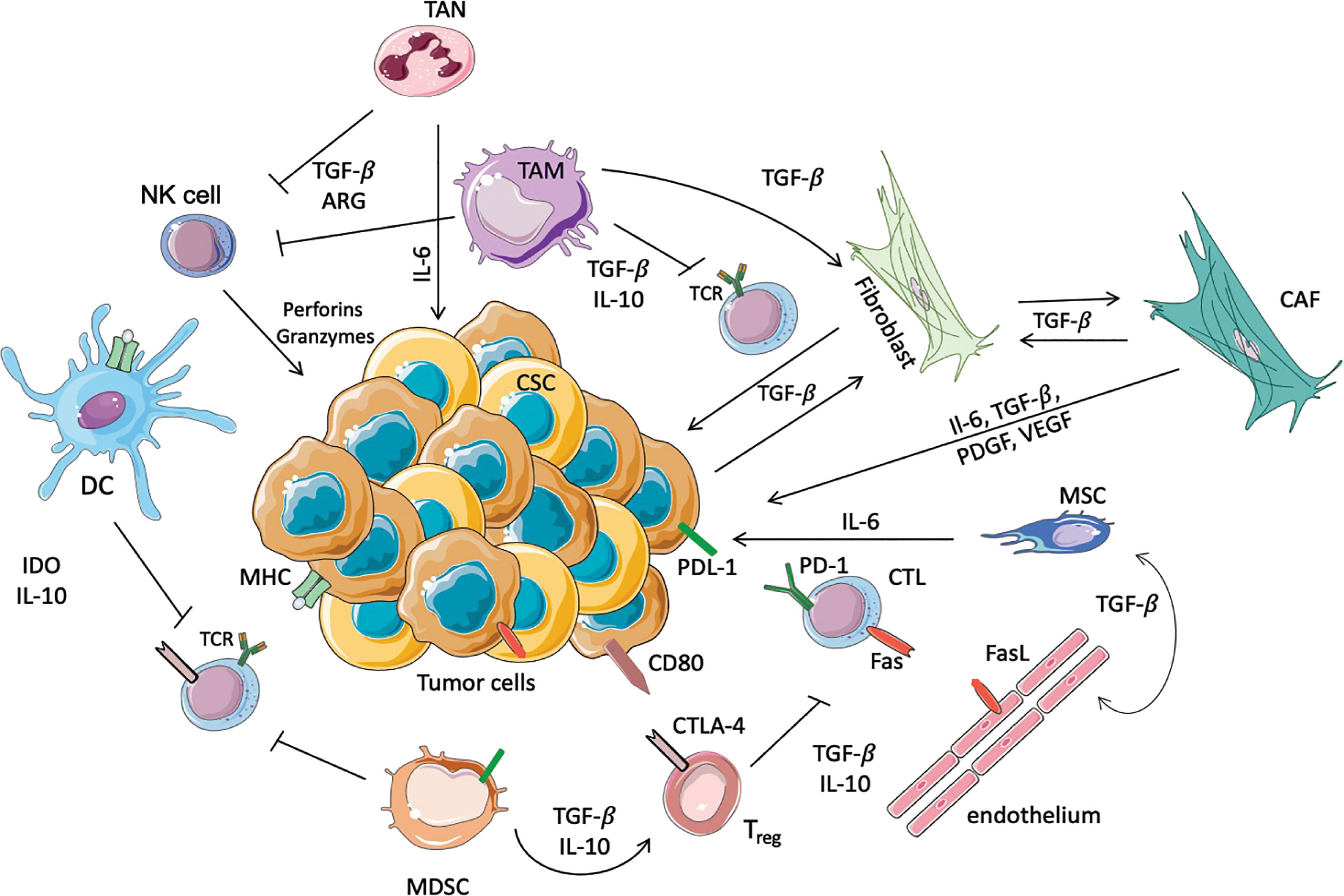 Frontiers Managing The TME To Improve The Efficacy Of Cancer Therapy