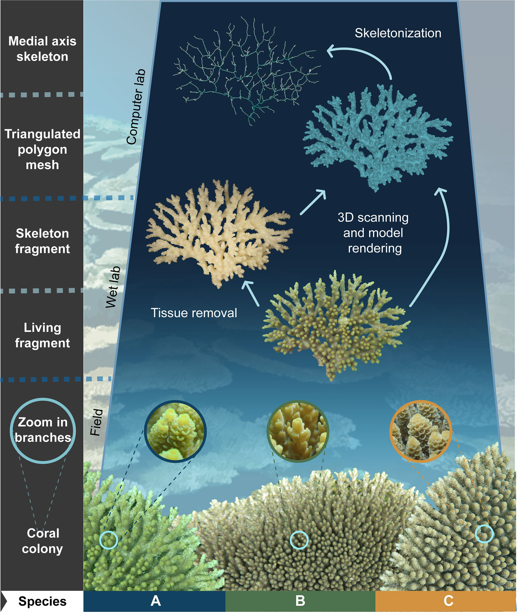 Exploring the significance of morphological diversity for