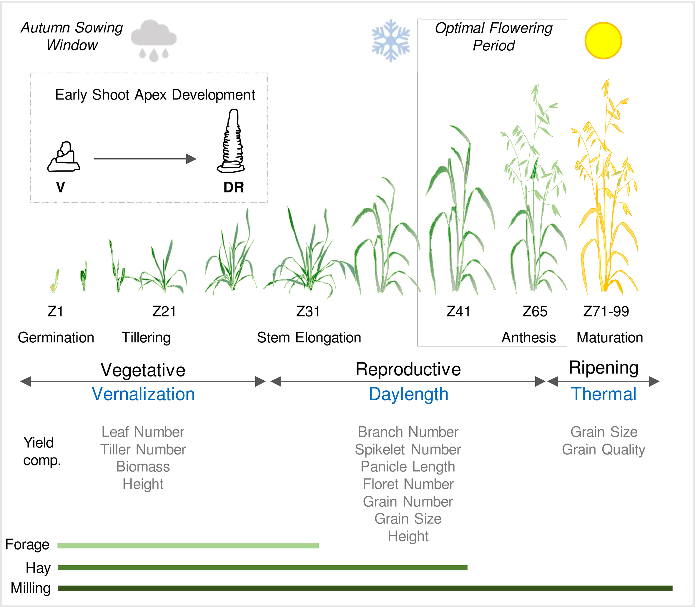 Frontiers | Advancing understanding of oat phenology for crop adaptation