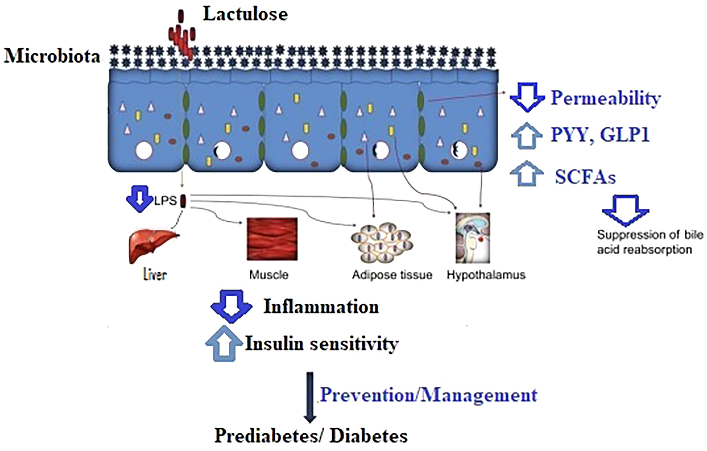 Lactulose Mechanism Of Action In Hepatic Encephalopat - vrogue.co