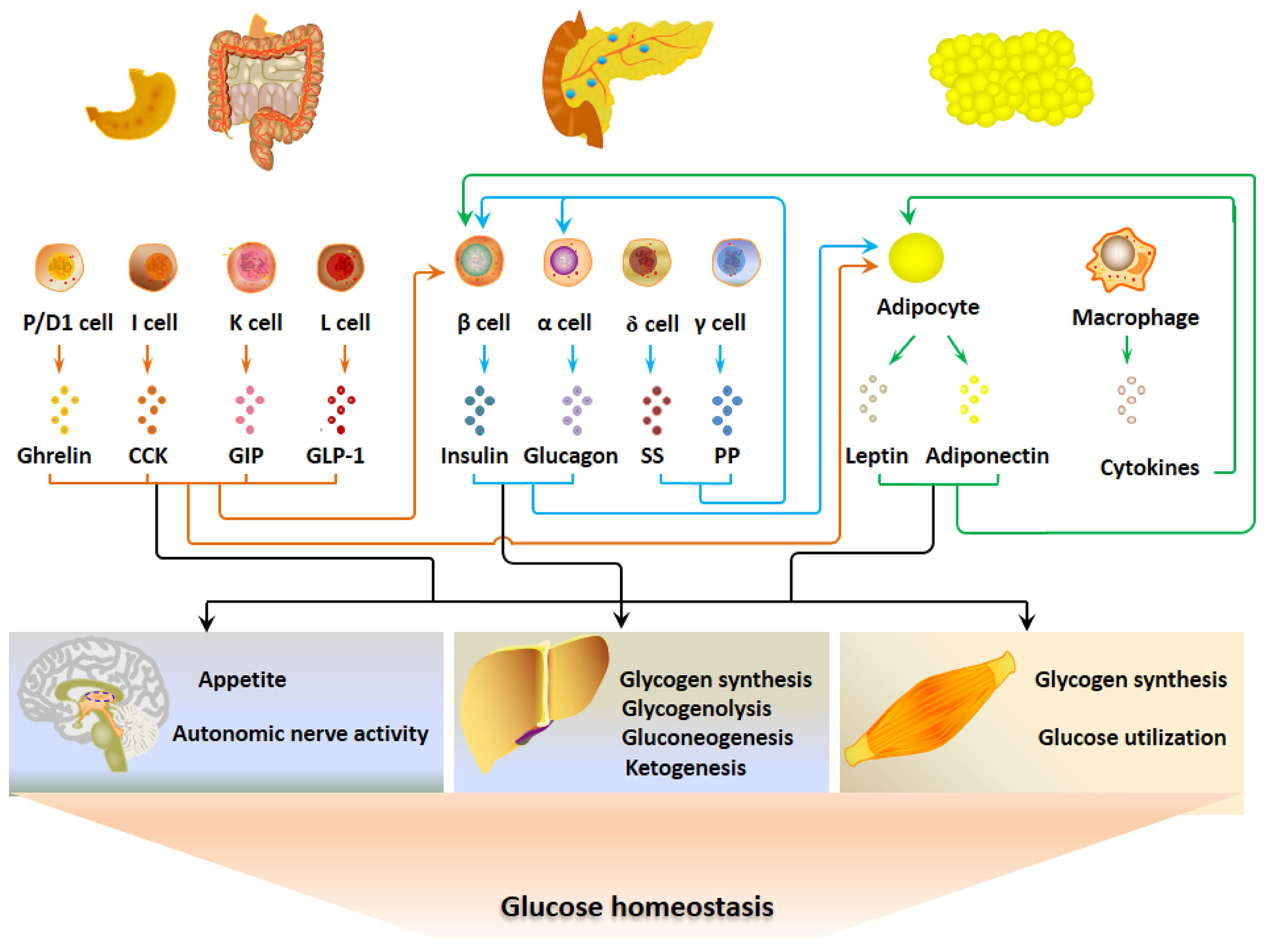 Frontiers Free Fatty Acid Receptors In The Endocrine Regulation Of 
