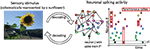 www.frontiersin.org