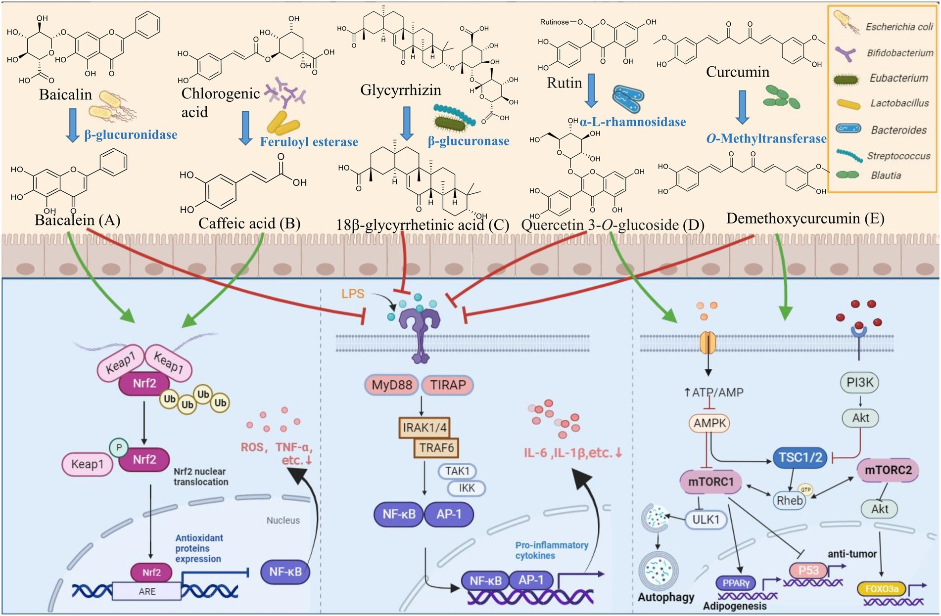 Frontiers | Potential roles of gut microbes in biotransformation 