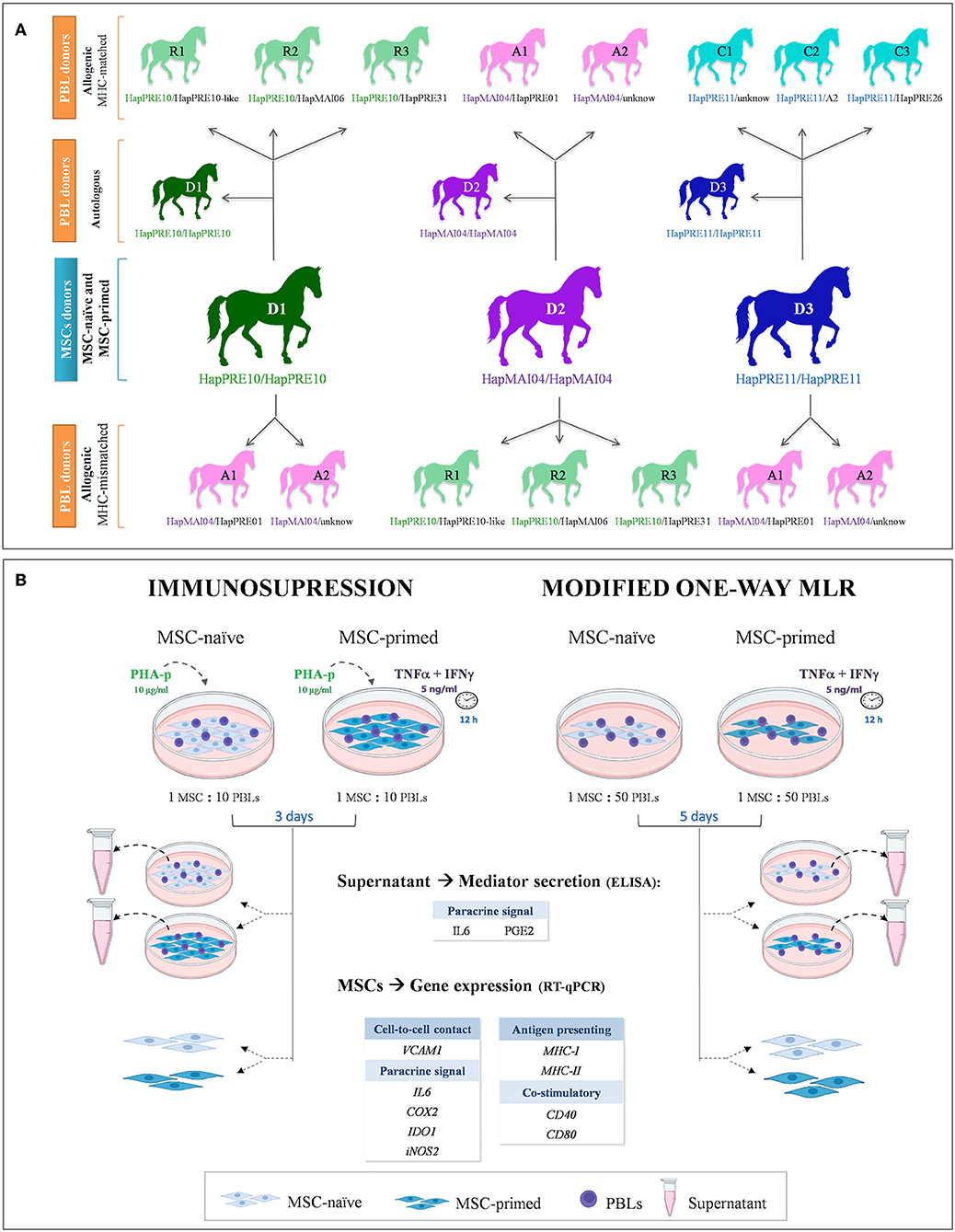 Frontiers  The immunomodulation–immunogenicity balance of equine