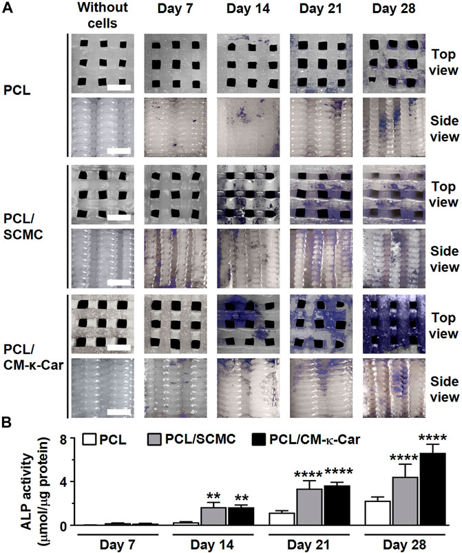 Frontiers  The Role of Carrageenan and Carboxymethylcellulose in