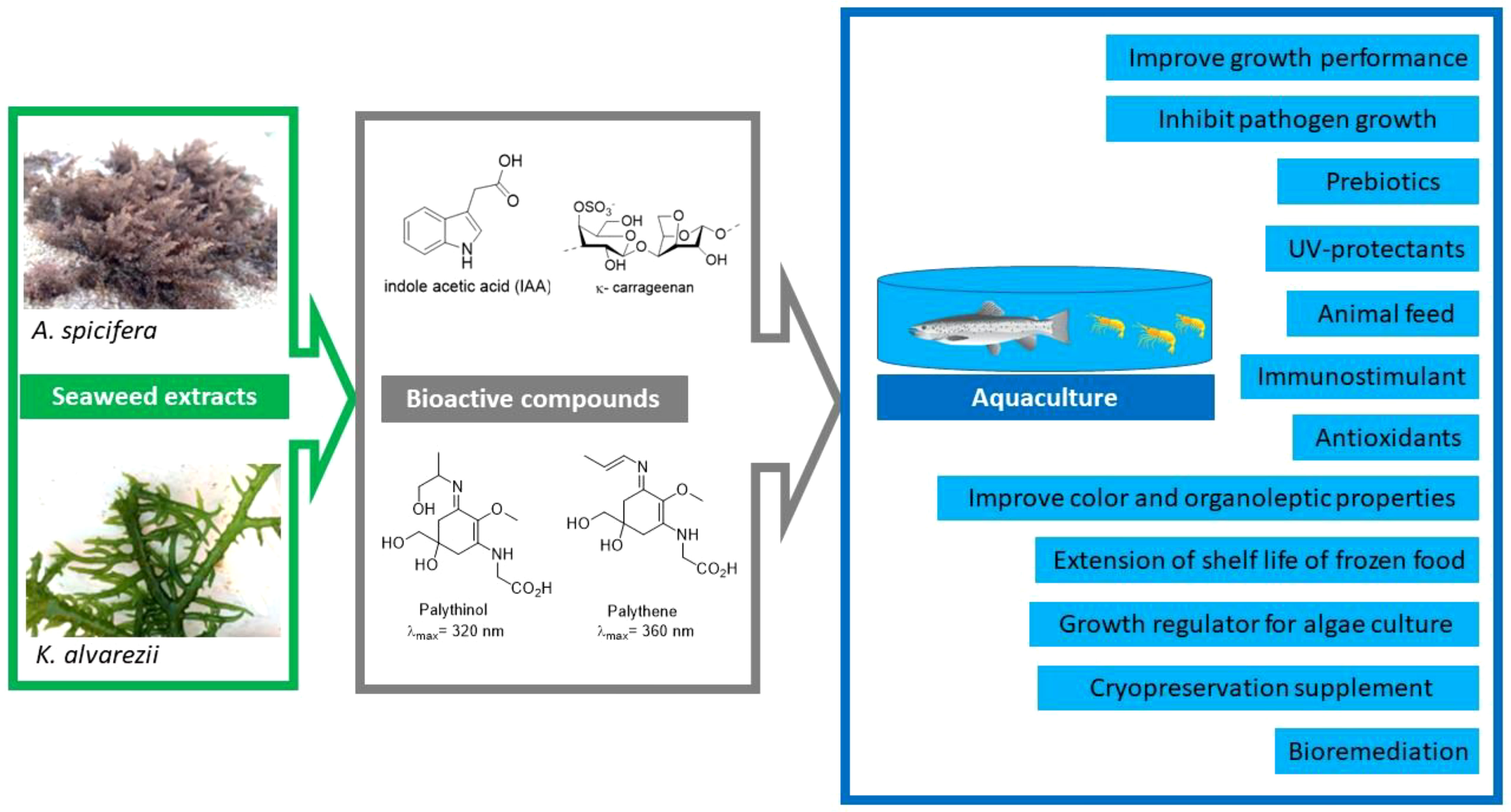 Carrageenan oligosaccharides: A comprehensive review of