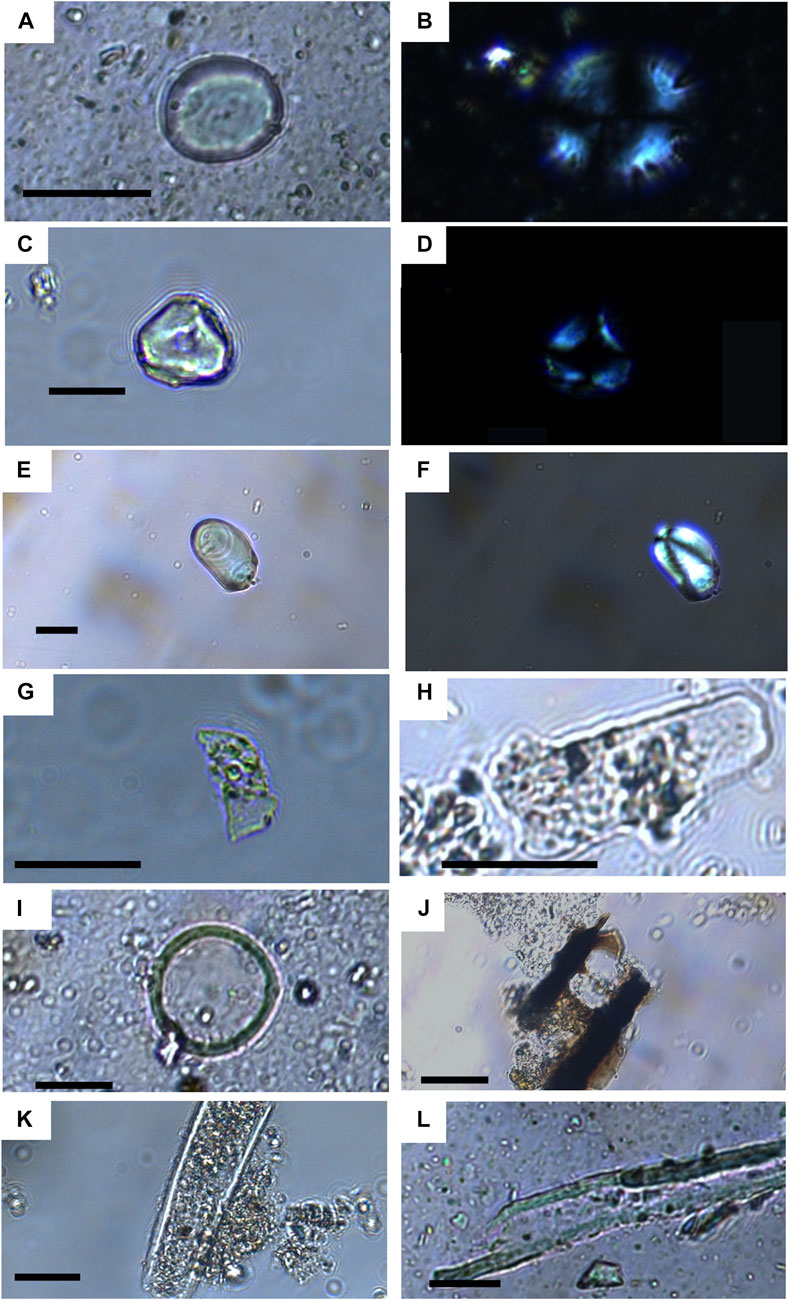 Frontiers | Diet at the onset of the Neolithic in northeastern Iberia ...