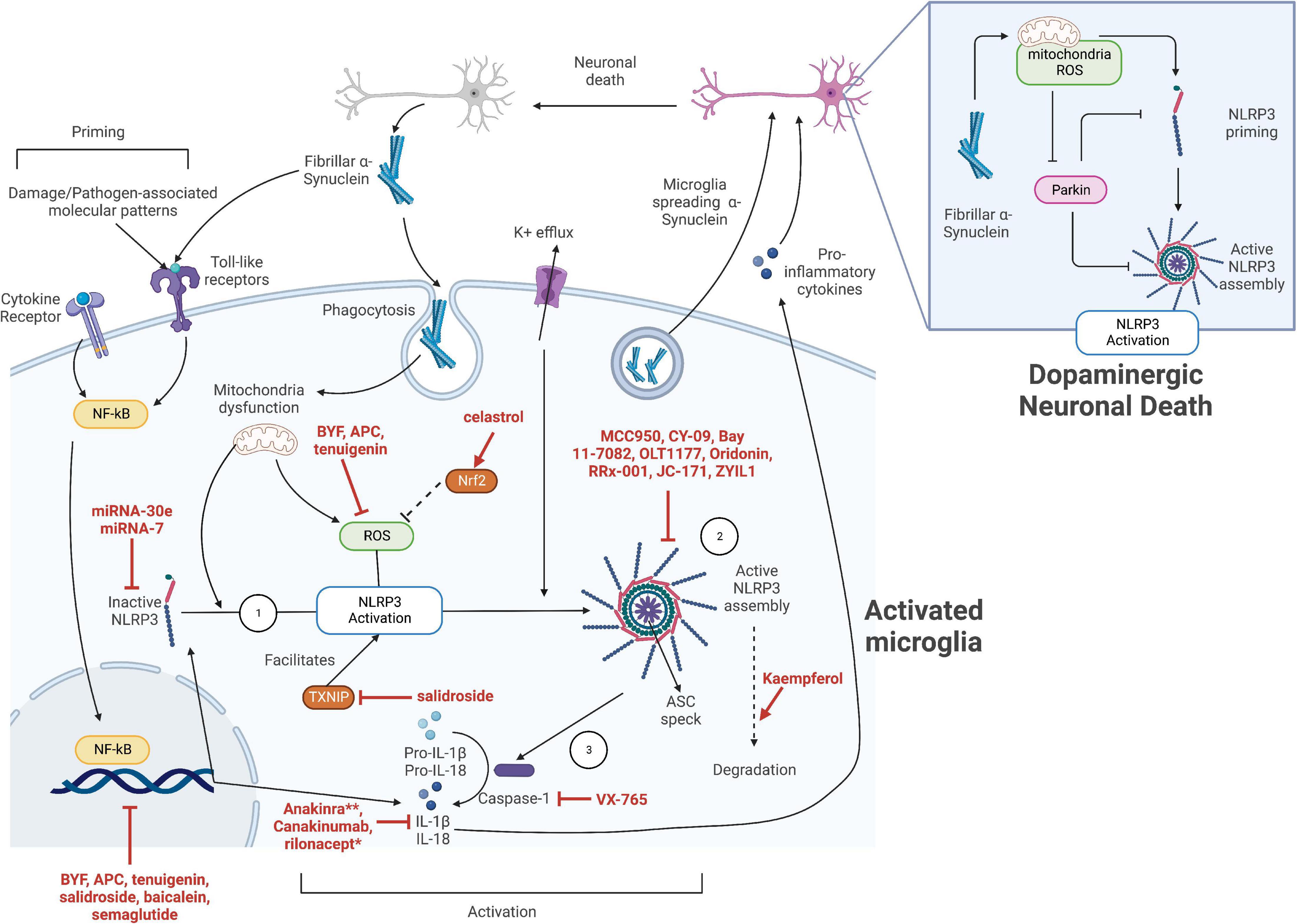 The structures of the MSA block, post-activation and pre-activation.