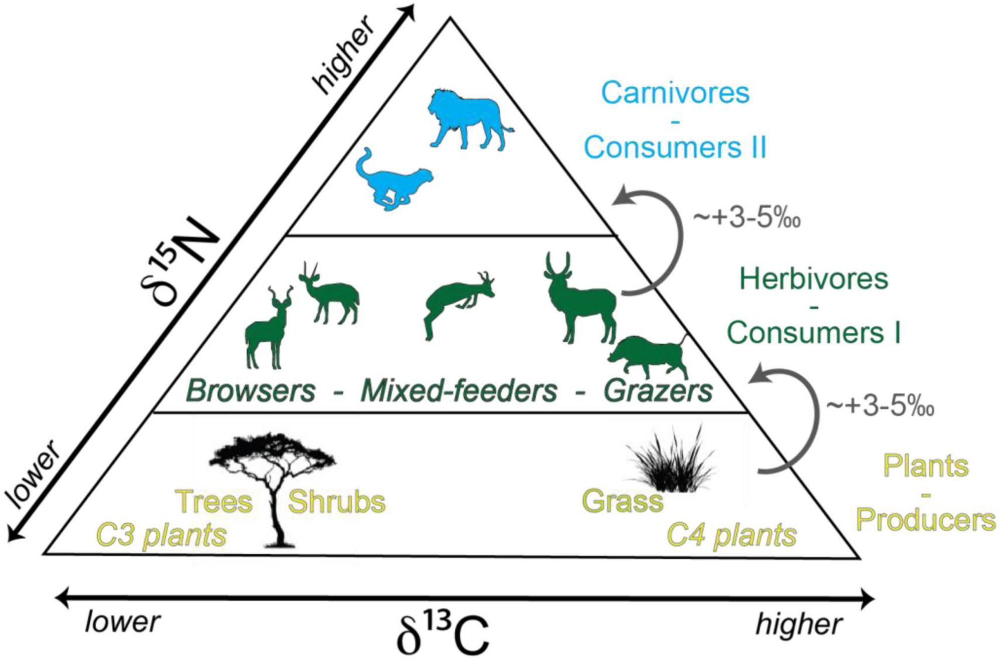 Frontiers | Carbon, nitrogen, and oxygen stable isotopes in modern tooth  enamel: A case study from Gorongosa National Park, central Mozambique