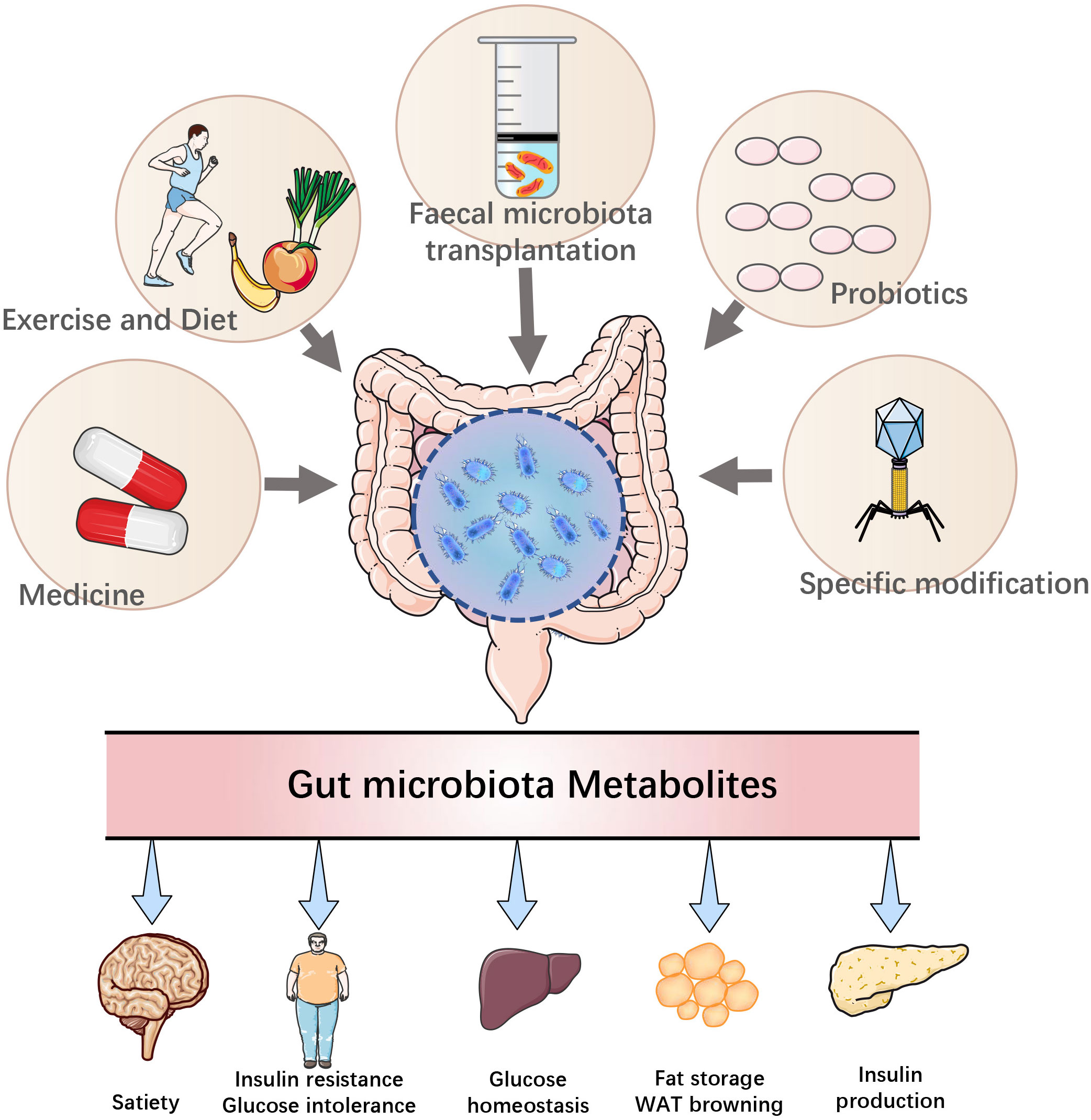 Frontiers | Gut microbiota: A new target for T2DM prevention and 