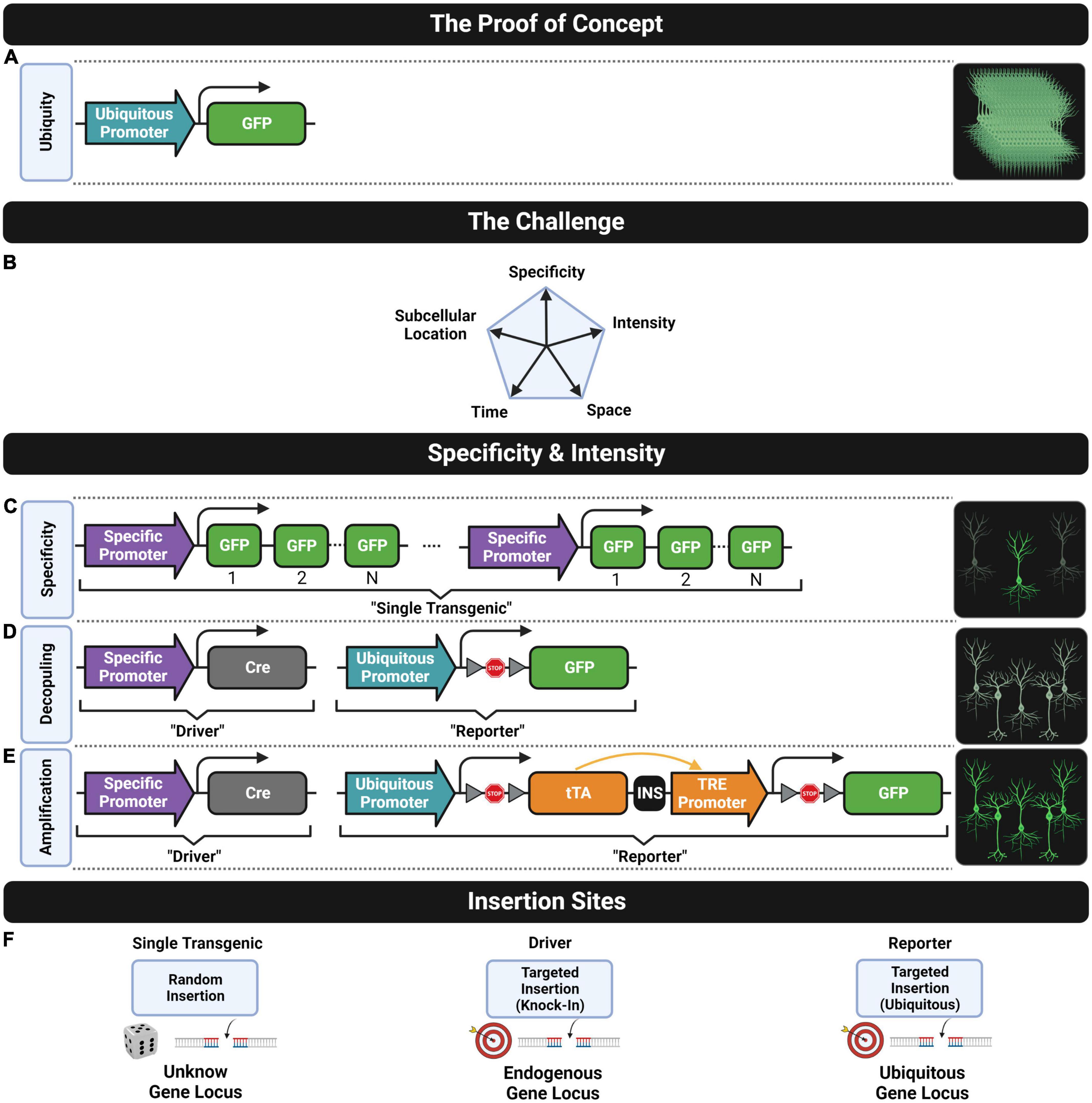 Transgenic Mice Expressing Green Fluorescent Protein under the Control of the Melanocortin-4 Receptor Promoter