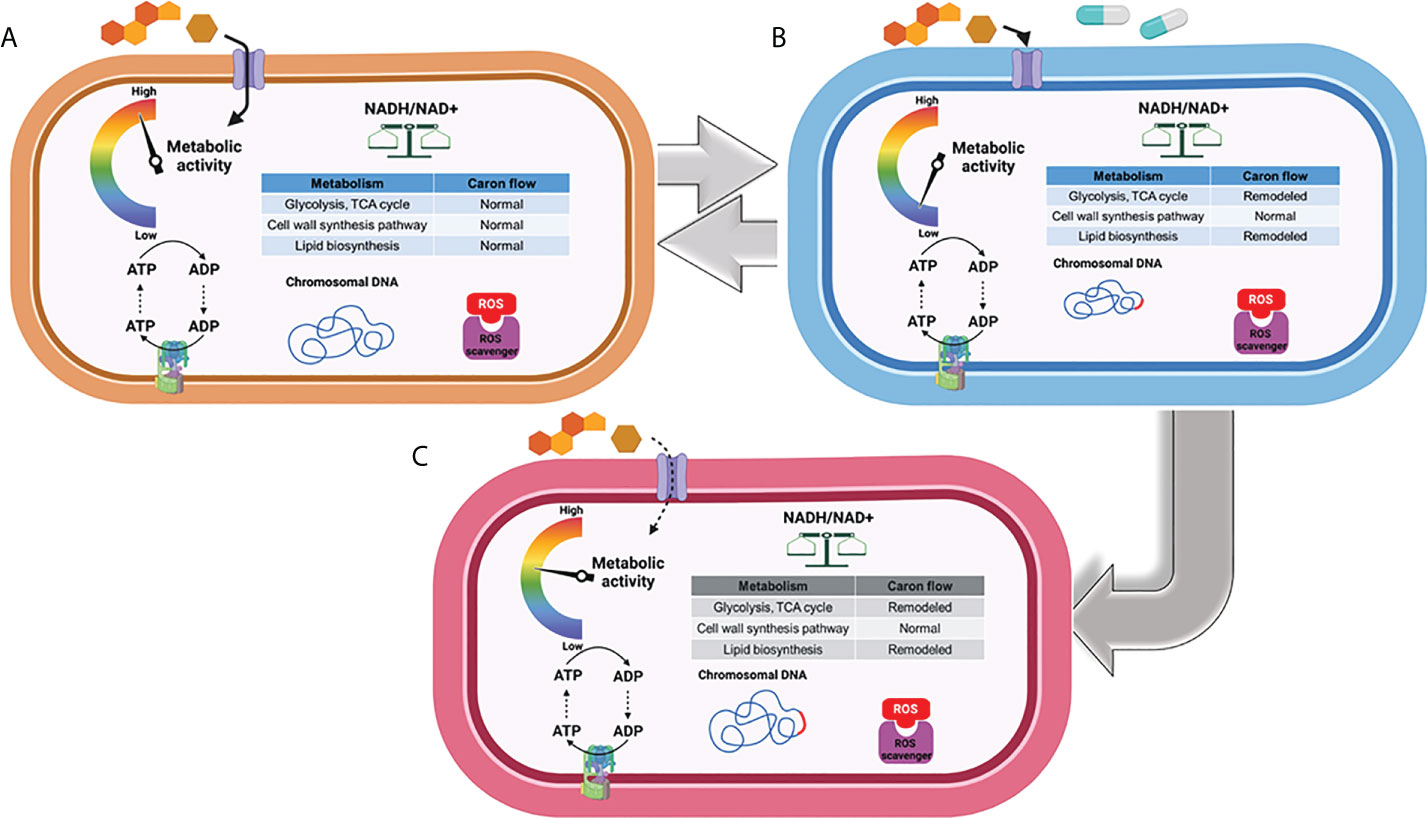 A Novel Tool to Identify Bactericidal Compounds against Vulnerable Targets  in Drug-Tolerant M. tuberculosis found in Caseum