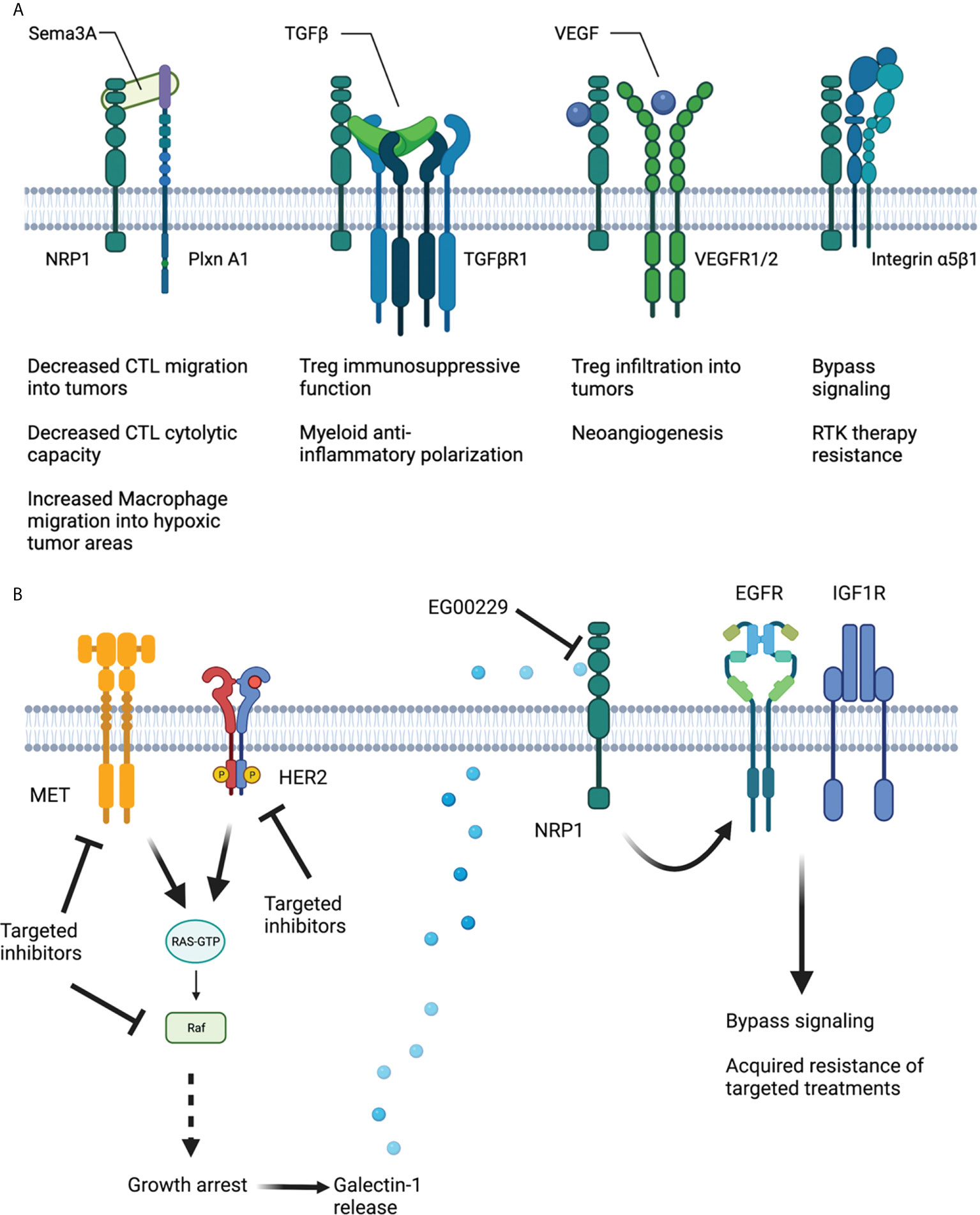 Frontiers From protein-protein interactions to immune modulation Therapeutic prospects of targeting Neuropilin-1 in high-grade glioma