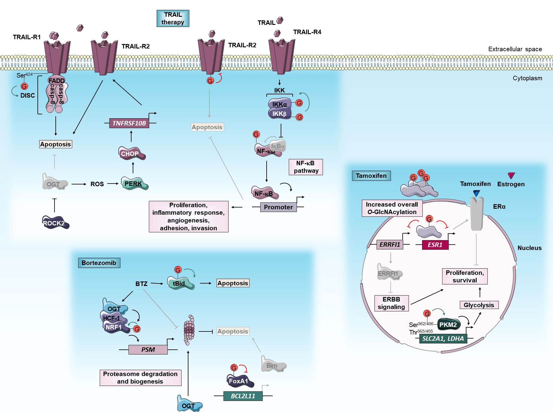 Pharmacological Inhibition of O-GlcNAcase Enhances Autophagy in