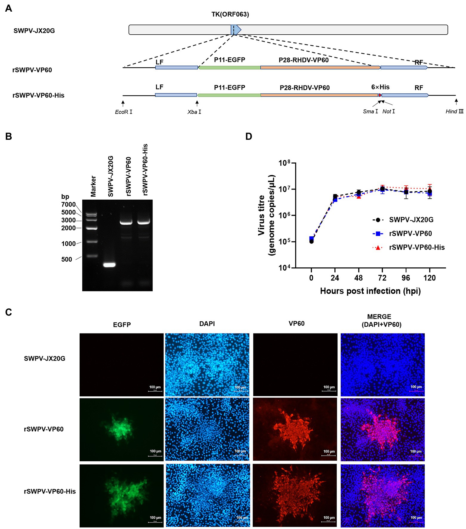 Frontiers Rabbit hemorrhagic disease virus VP60 protein expressed in