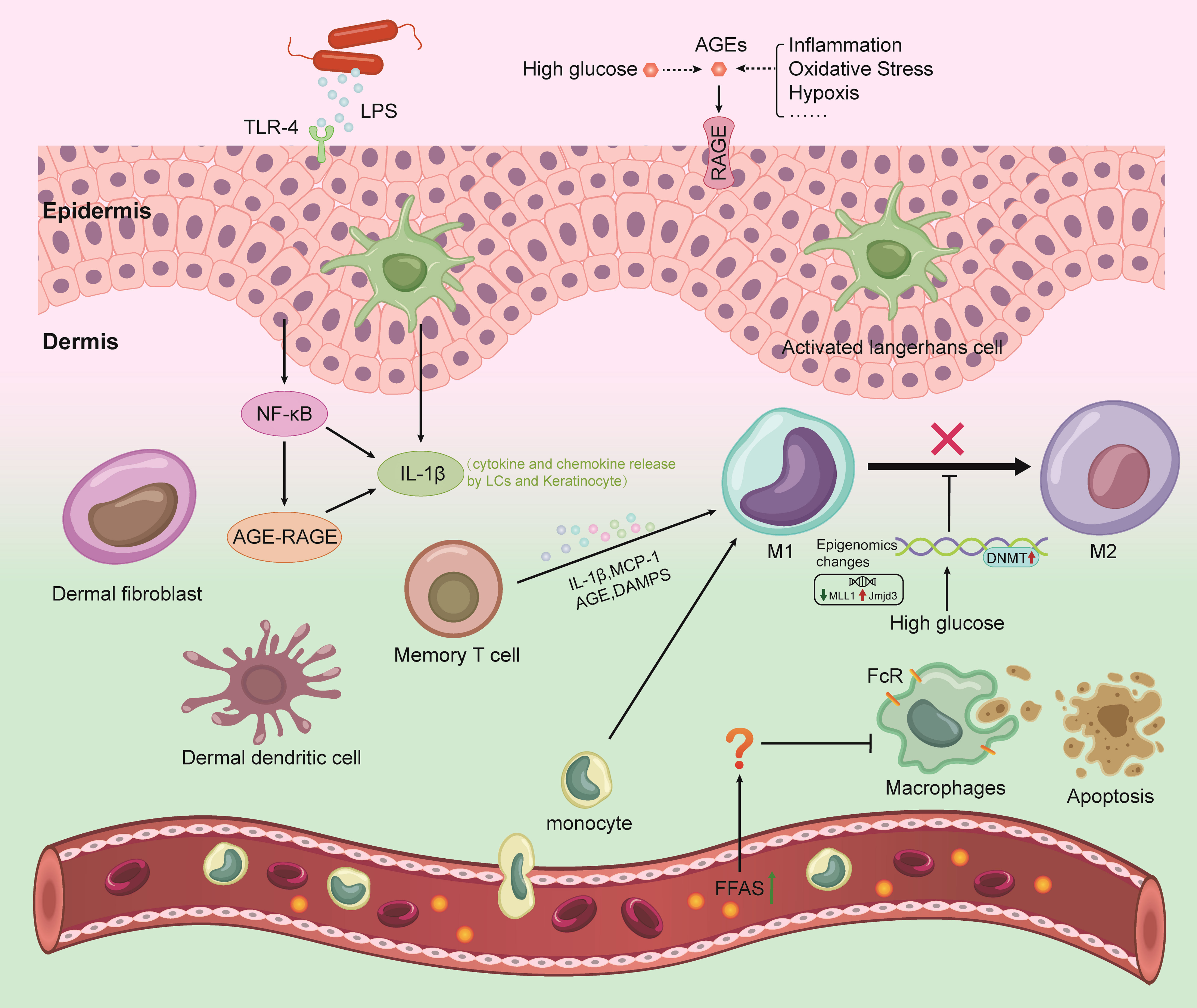 Frontiers  Exploring the contribution of pro-inflammatory cytokines to  impaired wound healing in diabetes