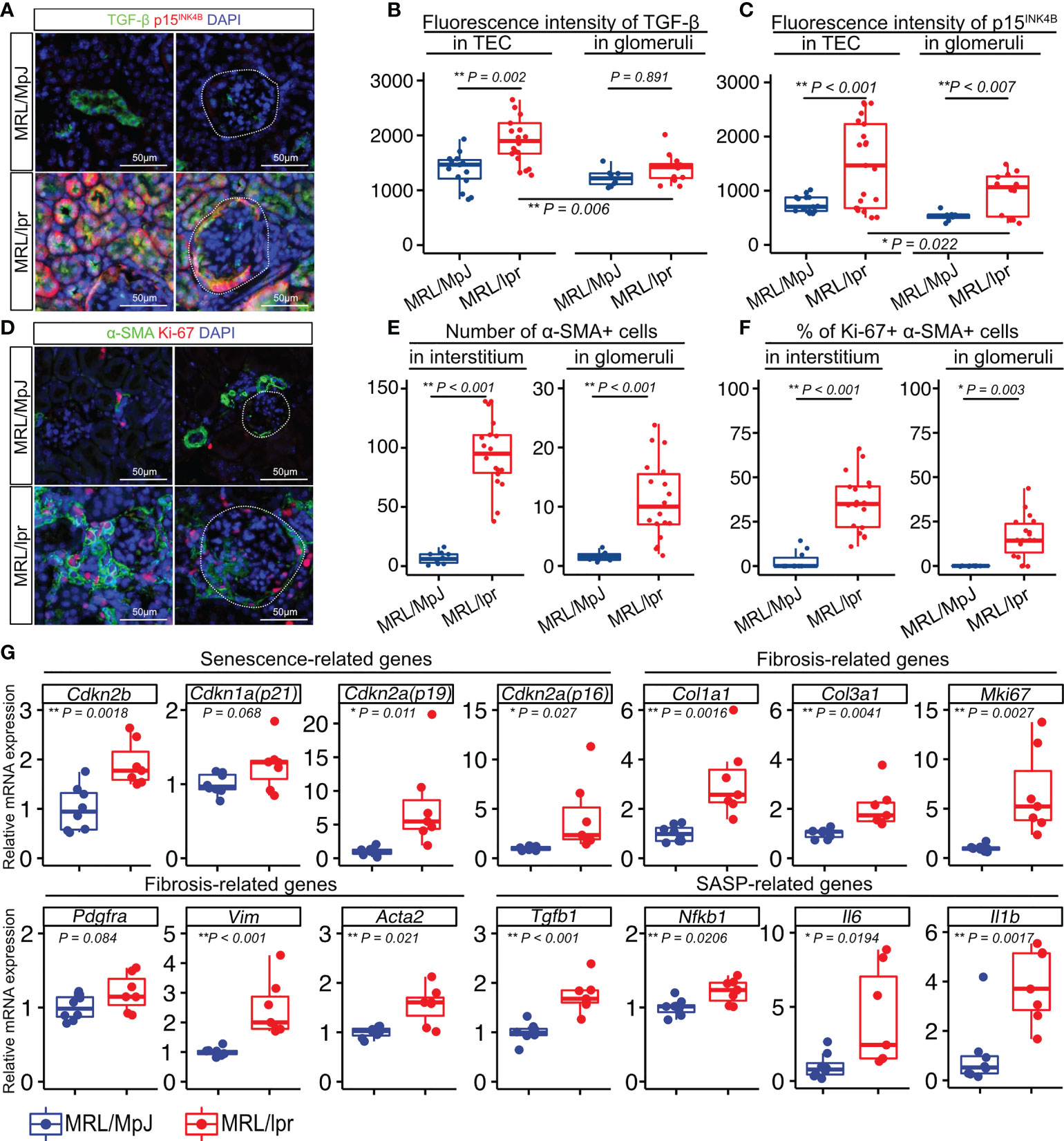 Fisetin is a senotherapeutic that extends health and lifespan - eBioMedicine