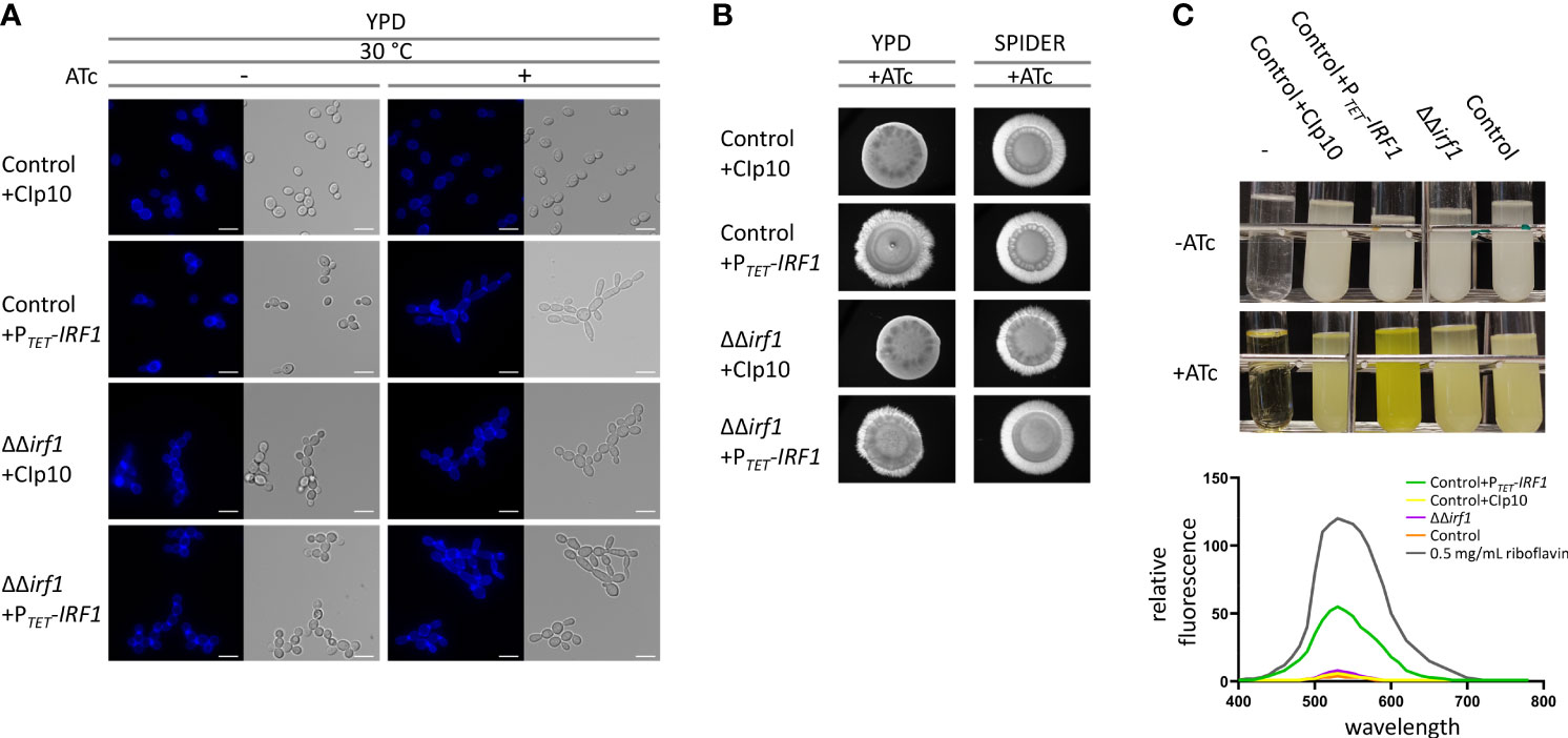 Mutant septins evade exclusion by quality control if assembled into