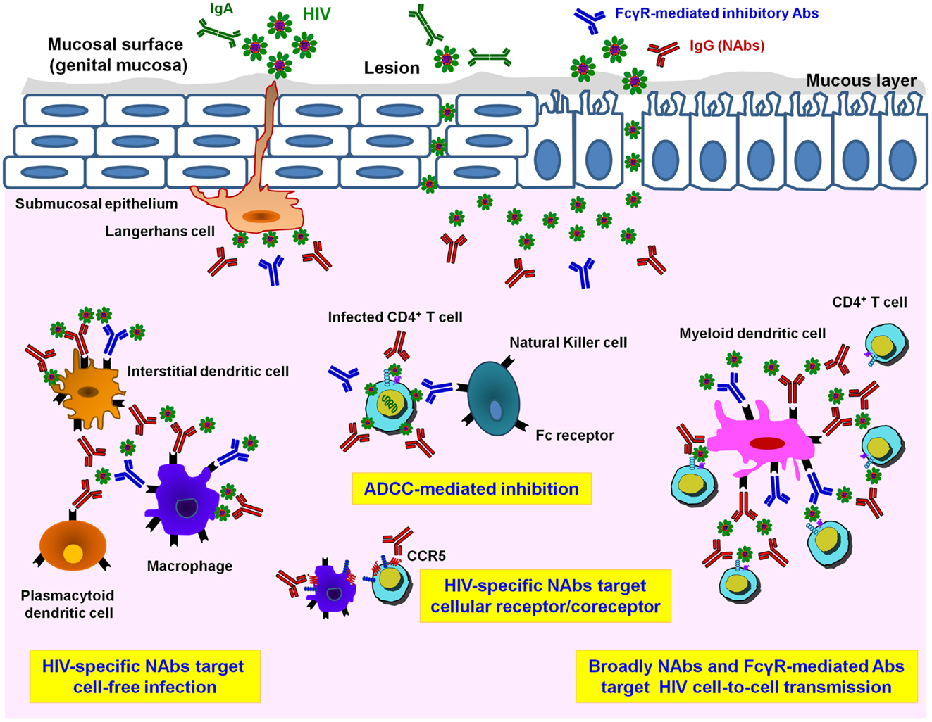 Frontiers Which Antibody Functions Are Important For An HIV Vaccine frontiers-which-antibody-functions-are-important-for-an-hiv-vaccine