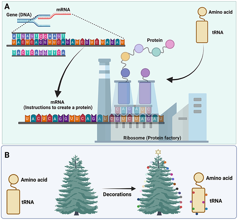Figure 1 - (A) Genetic information in a gene is converted into instructions, in the form of mRNA, that are read by ribosomes—the protein-making “factories” of the cell.
