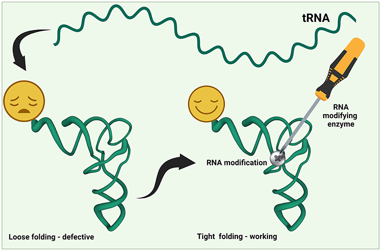 Figure 2 - tRNAs must be folded into the correct three-dimensional shape to participate in the protein-making process—loosely folded tRNA molecules are defective.