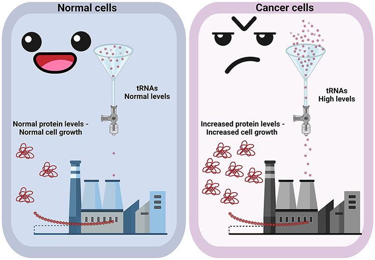 Figure 3 - Cancer cells divide more quickly than normal cells do.