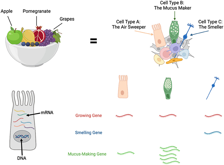 Figure 1 - Using single-cell RNA sequencing, we can study gene expression on a cell-by-cell basis within a tissue or a mixture of cells.