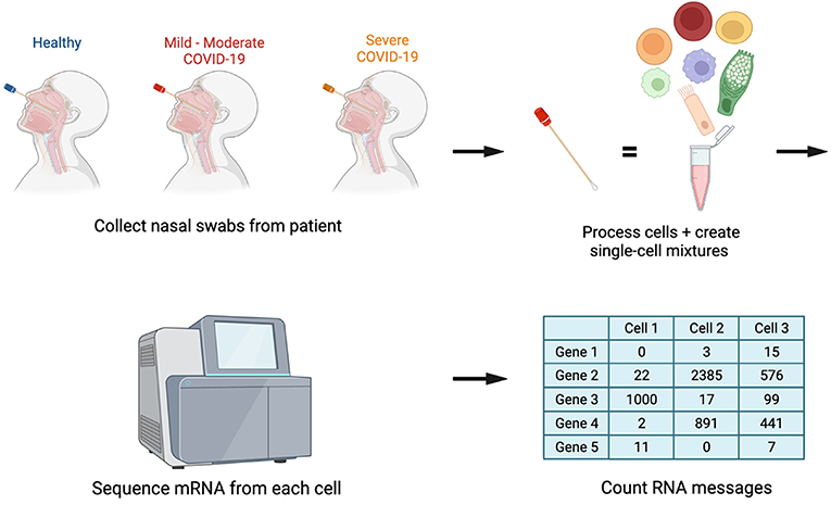 Figure 2 - To study the immune responses of nasal cells from people with or without COVID-19, we collected nasal swabs from these individuals and processed the swabs to isolate the cells from them.
