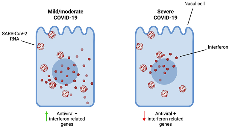 Figure 3 - Despite having similar levels of SARS-CoV-2 RNA in the nose (meaning similar levels of virus), individuals with mild COVID-19 showed strong expression of antiviral and other interferon-related genes, while individuals with severe COVID-19 showed much lower expression of these genes.