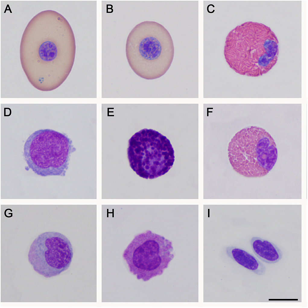 Frontiers | Hematological and blood chemistry parameters of a ...