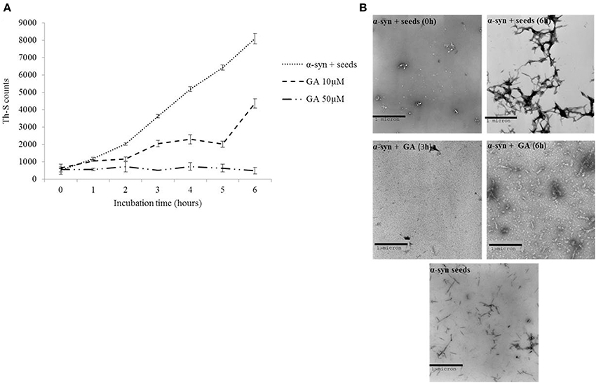 Frontiers | Structure activity relationship of phenolic acid