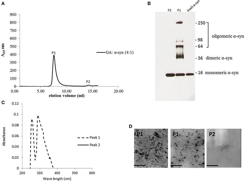 Frontiers | Structure activity relationship of phenolic acid