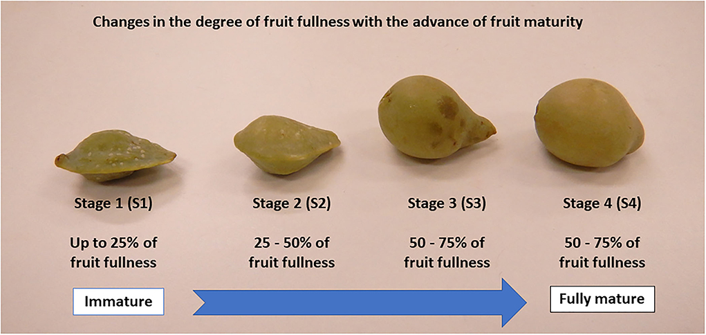 54 Types of Fruit: Nutrition Profiles and Health Benefits - Nutrition  Advance