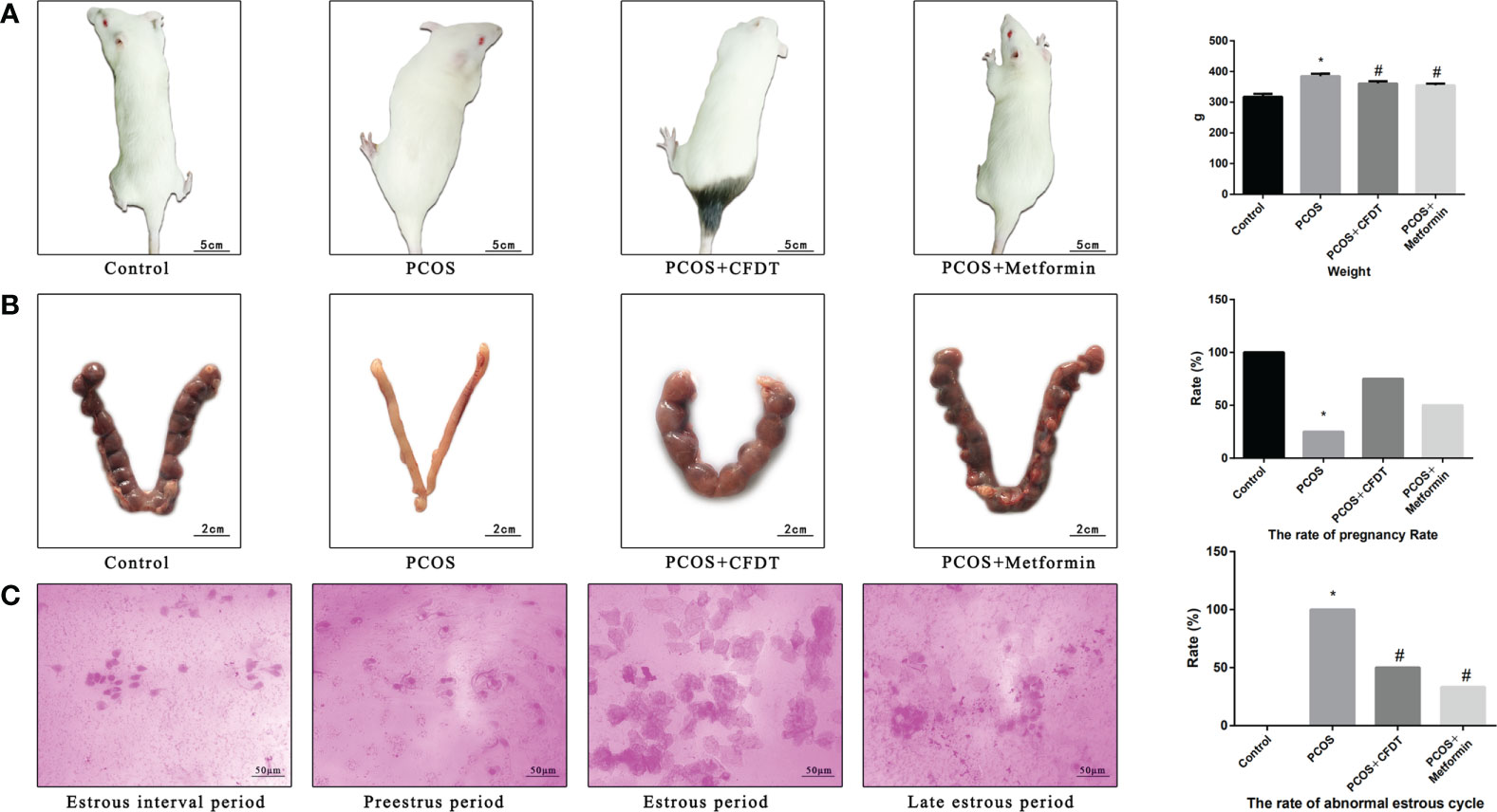 Frontiers Cangfudaotan decoction inhibits mitochondria dependent apoptosis of granulosa cells in rats with polycystic ovarian syndrome