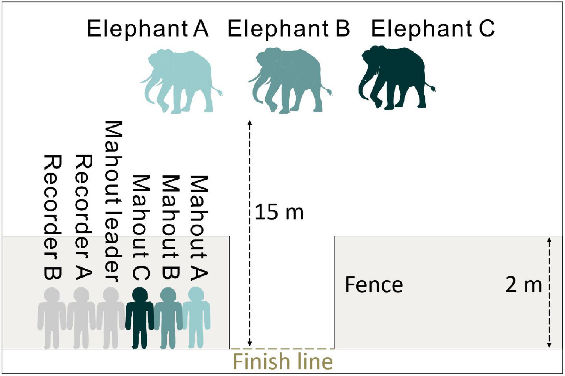 Rare white elephant born in Myanmar: state media