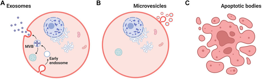 Nanodrug Delivery Strategies to Signaling Pathways in Alopecia