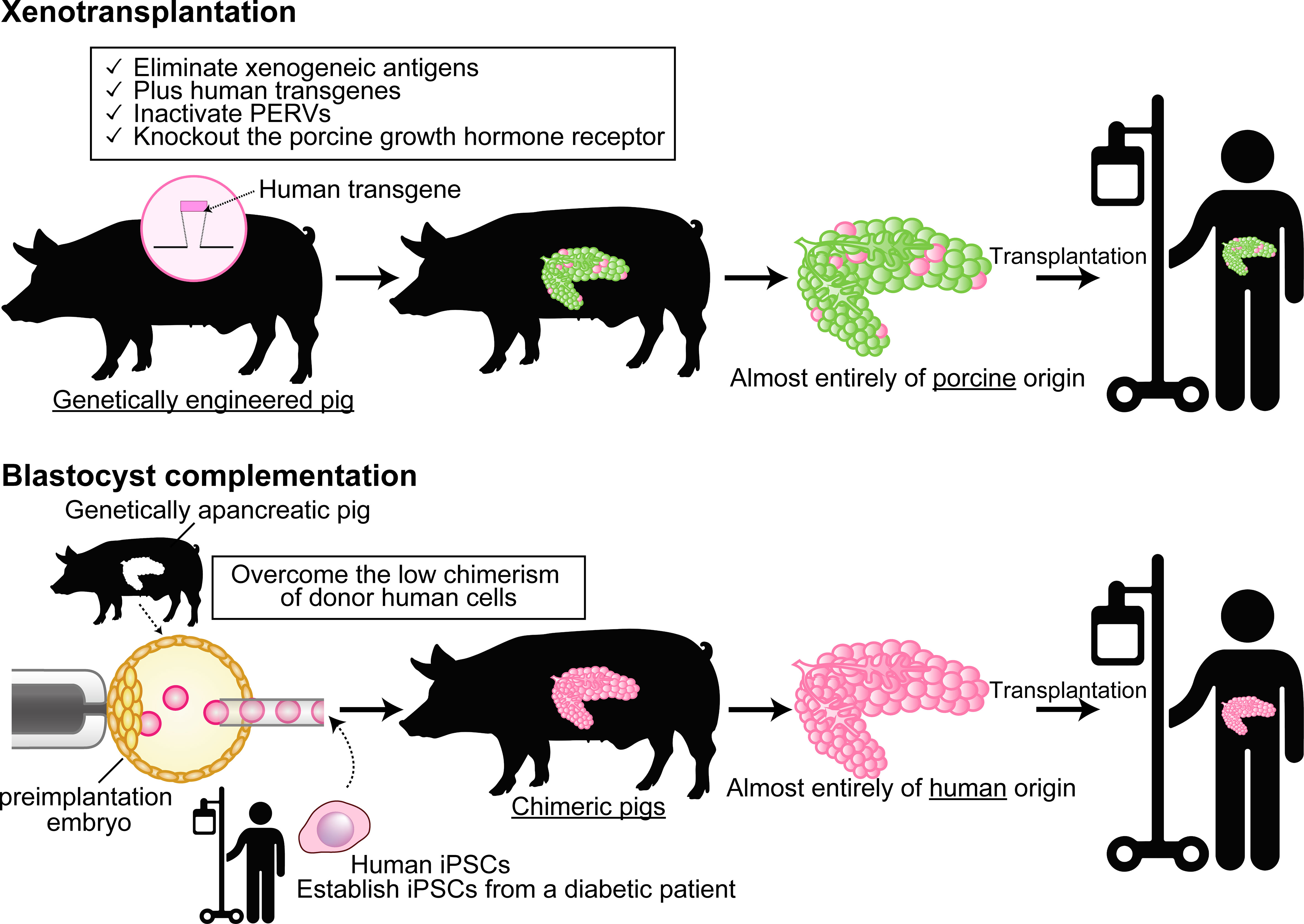Frontiers | Xenotransplantation and interspecies organogenesis: current  status and issues