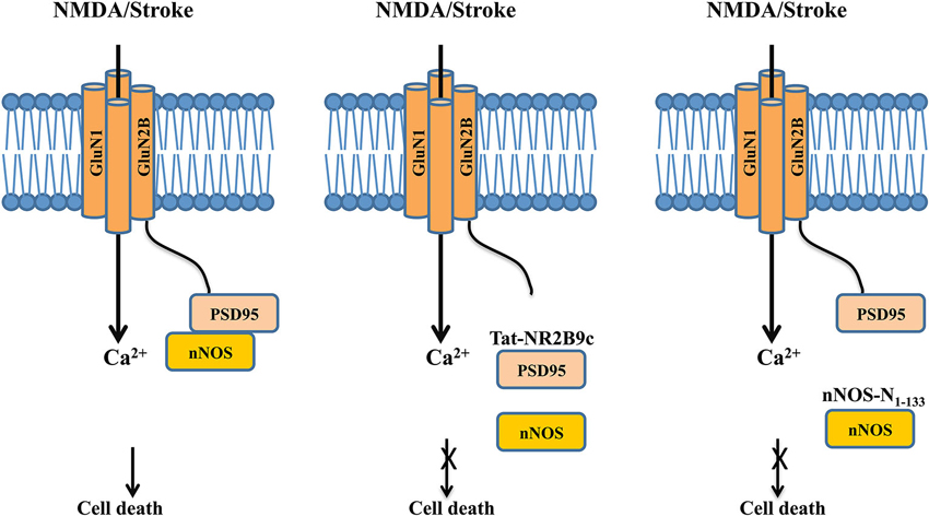 SciELO - Brazil - Does mismatch negativity have utility for NMDA receptor  drug development in depression? Does mismatch negativity have utility for  NMDA receptor drug development in depression?