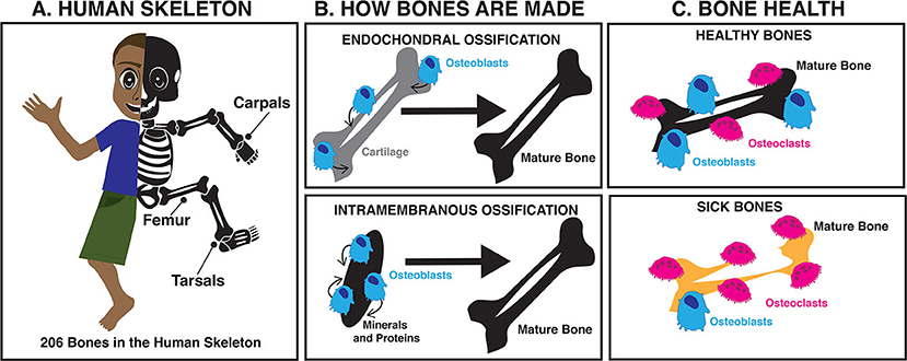 Figure 1 - (A) The human skeleton is made of bones, which are built through a process called ossification.