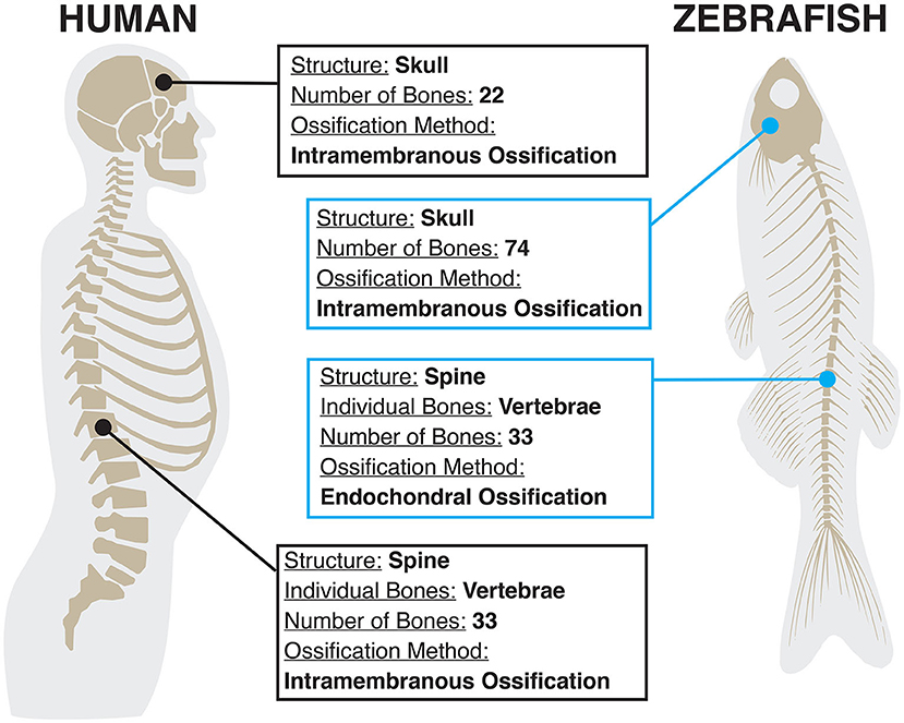 Figure 2 - Humans and zebrafish look very different, but their skeletons share many structural and functional similarities.